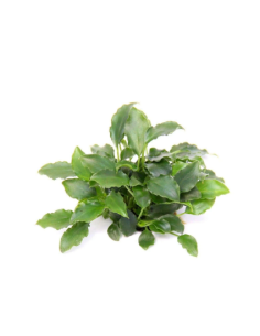 Schismatoglottis prietoi - Invitro Origne France
