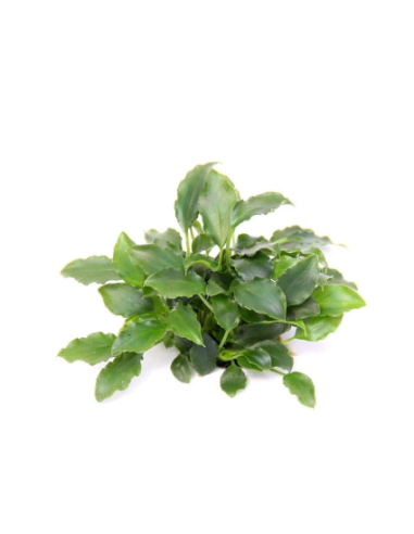 Schismatoglottis prietoi - Invitro Origne France