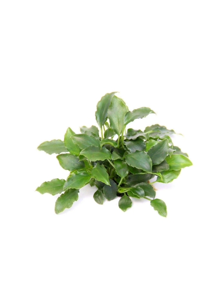 Schismatoglottis prietoi - Invitro Origne France