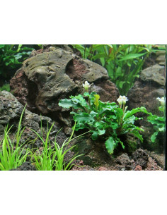 Bucephalandra sp. "Green" - Invitro Origne France 2