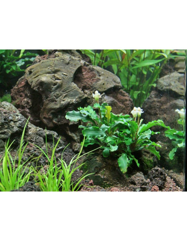 Bucephalandra sp. "Green" - Invitro Origne France