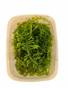 AQL - Taxiphyllum sp. 'Spiky Moss' en portion