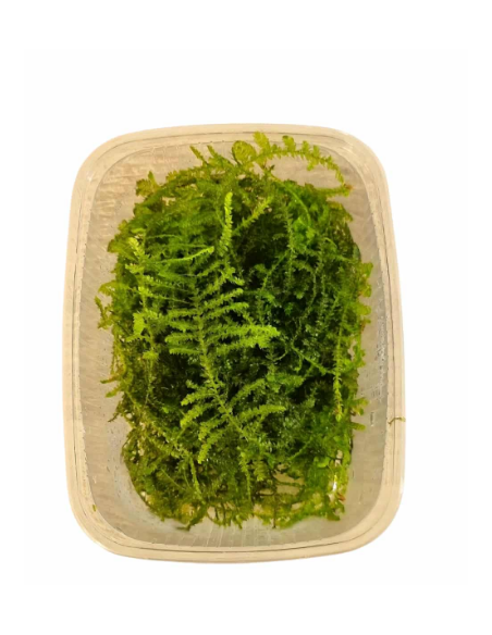 AQL - Taxiphyllum sp. 'Spiky Moss' en portion