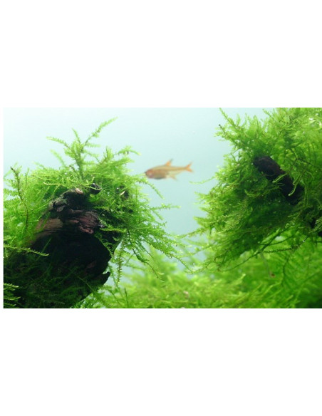 AQL - Taxiphyllum barbieri 'Bogor Moss' en Portion