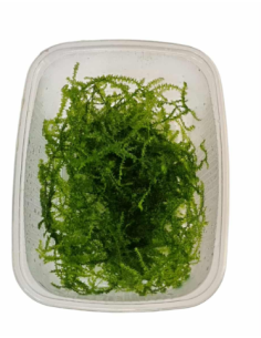 AQL - Taxiphyllum barbieri 'Bogor Moss' en Portion