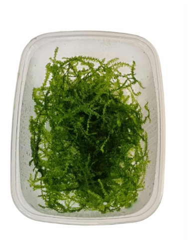 AQL - Taxiphyllum barbieri 'Bogor Moss' en Portion