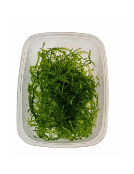 AQL - Taxiphyllum barbieri 'Bogor Moss' en Portion