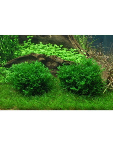 AQL - Monosolenium tenerum - en Portion