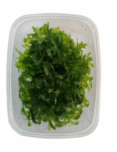 AQL - Monosolenium tenerum - en Portion