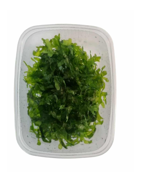 AQL - Monosolenium tenerum - en Portion