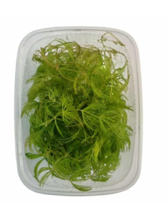 AQL - Ceratophyllum demersum Foxtail - en Portion