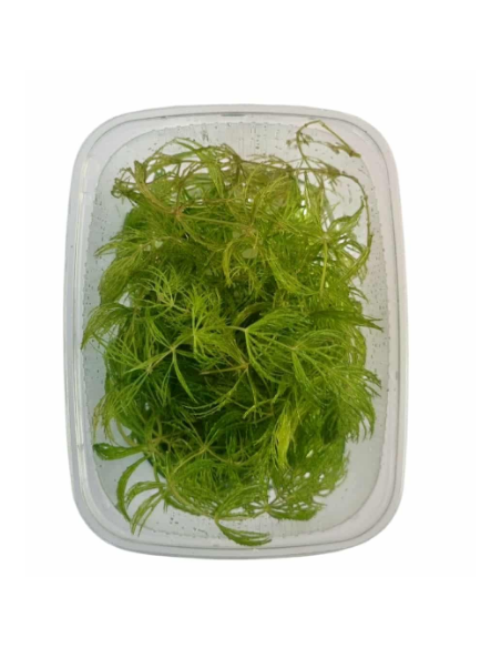 AQL - Ceratophyllum demersum Foxtail - en Portion