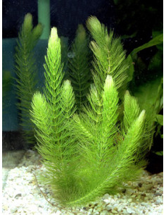 AQL - Ceratophyllum demersum Foxtail - en Portion 2