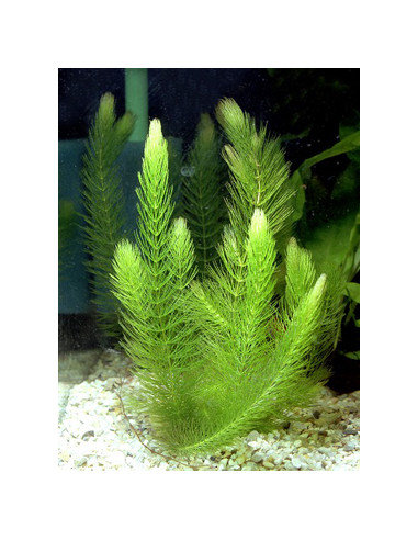 AQL - Ceratophyllum demersum Foxtail - en Portion