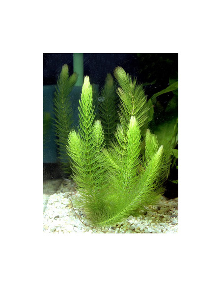 AQL - Ceratophyllum demersum Foxtail - en Portion