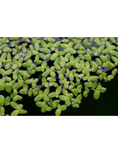 AQL - Lemna minor en portion