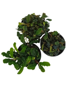 Bucephalandra sp varié – Origine France