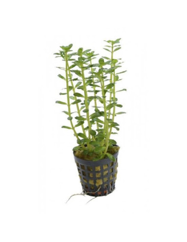 Rotala indica – Origine France