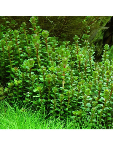 Rotala indica – Origine France