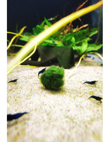Cladophora aegagropila M ≃ Ø4 – Origine France