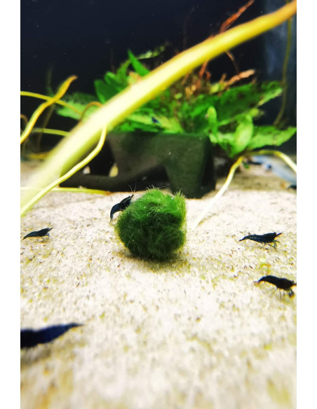 Cladophora aegagropila M – Origine France