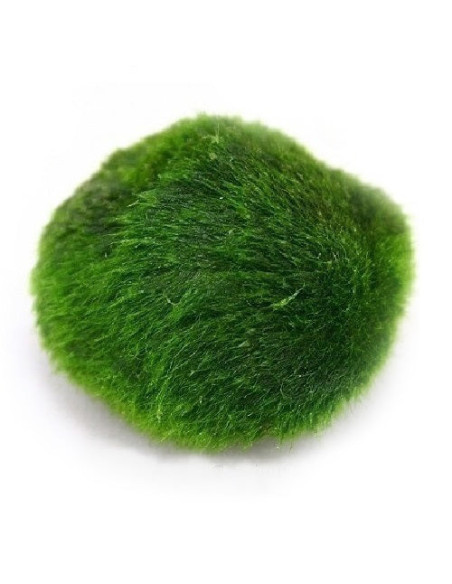 Cladophora aegagropila M – Origine France