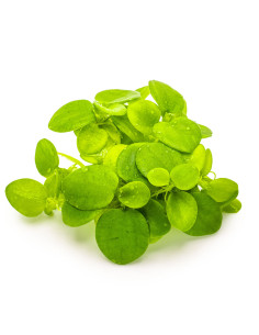 Limnobium laevigatum en boîte – Origine France