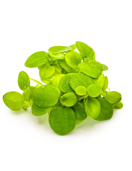 Limnobium laevigatum en boîte – Origine France