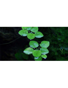 Limnobium laevigatum en boîte – Origine France 2