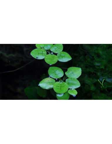 Limnobium laevigatum en boîte – Origine France