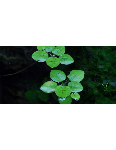 Limnobium laevigatum en boîte – Origine France