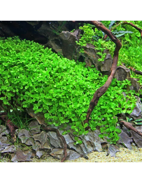 Micranthemum 'Monte Carlo' -  Origne France