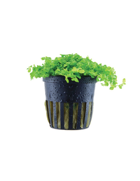 Micranthemum 'Monte Carlo' -  Origne France