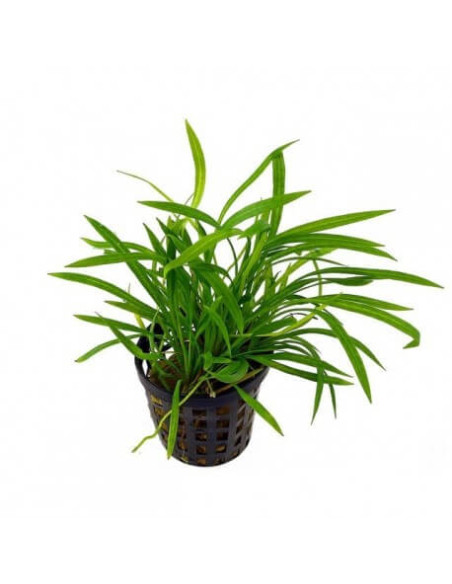 Echinodorus tenellus -  Origne France