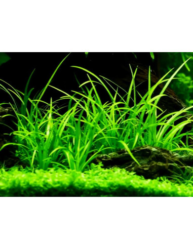 Echinodorus tenellus -  Origne France