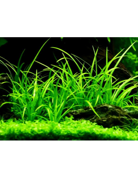 Echinodorus tenellus -  Origne France