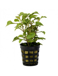 Alternanthera Bettzickiana – Origine France