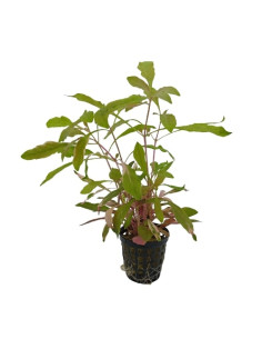 Alternanthera Super Red – Origine France