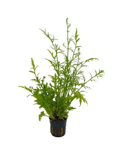 Ceratopteris Cornuta – Origine France