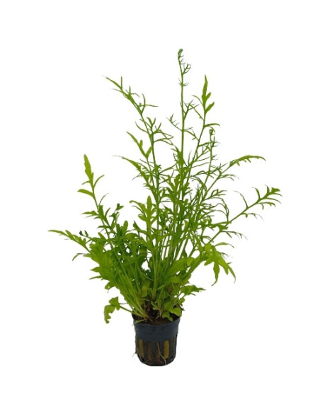 Ceratopteris Cornuta – Origine France