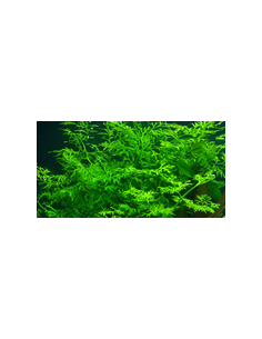 Ceratopteris Cornuta – Origine France 2