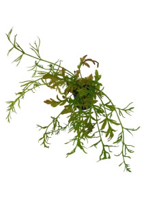 Ceratopteris thalicroides – Origine France