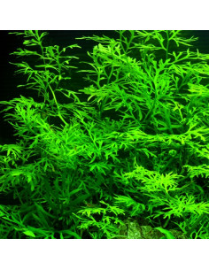 Ceratopteris thalicroides – Origine France 2