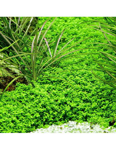 Micranthemum callitrichoides 'Cuba' - Origne...