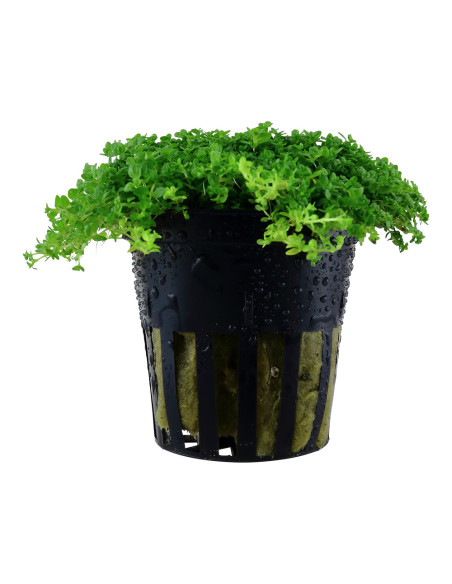 Micranthemum callitrichoides 'Cuba' - Origne France