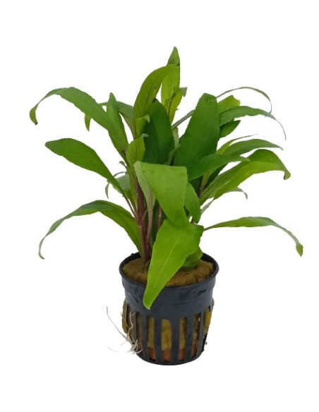 Hygrophila angustifolia – Origine France