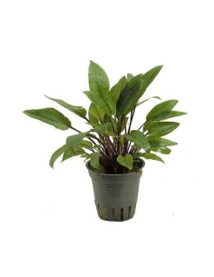 Cryptocoryne Beckettii – Origine France