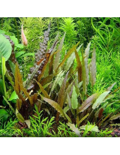Cryptocoryne Beckettii – Origine France 2