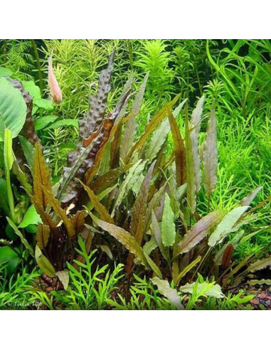 Cryptocoryne Beckettii – Origine France