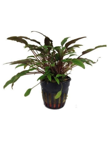 Cryptocoryne petchii ‘Singapour’ – Origine France